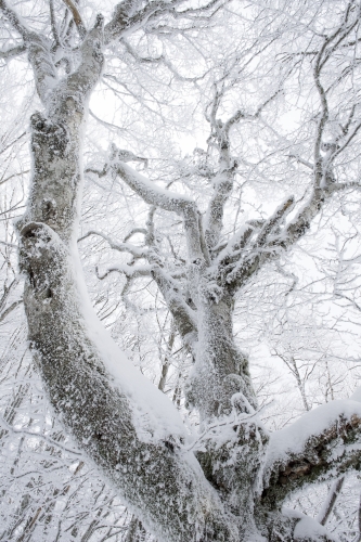 18-nature-photography-forest-photography-vosges-france